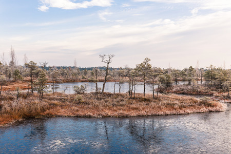 Landscape with the frozen plants and the hoar-frost. Frosty morning in raised bog. Kemeri National...