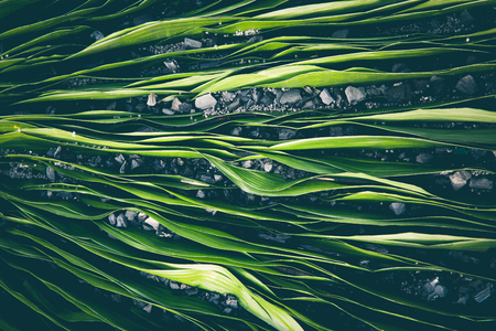 Abstract background with green leaves and coal. Top view, tonedの写真素材