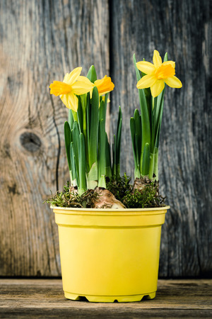 Spring narcissus in yellow pot on old wooden background. Toned, soft focusの写真素材