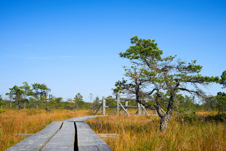 Pine forest scene in raised bog. Kemeri National park, Latviaの写真素材