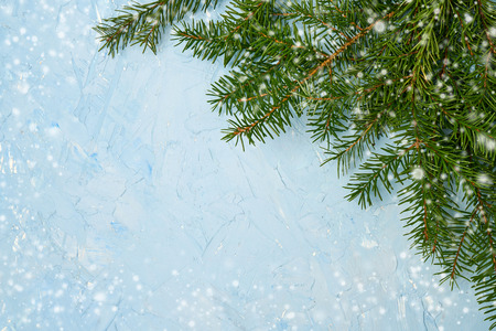 Christmas fir tree brancesh on blue background. Copy space, snow texture