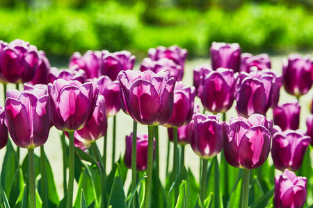 Purple tulips in the garden. Flowers background. Sunny day.の写真素材