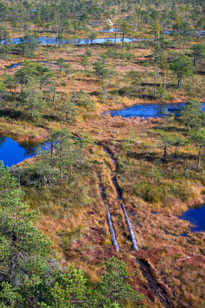 Raised bog. Kemeri National park in Latvia. Summer.の写真素材