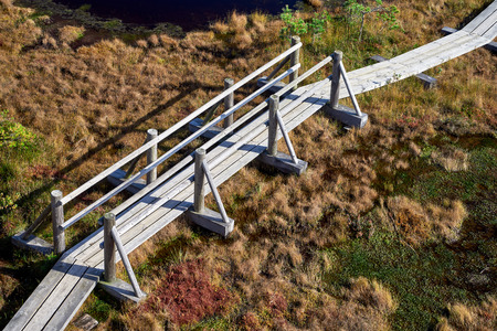 Boardwalk in raised bog. Kemeri National park in Latvia. Summer.の写真素材