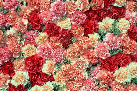 Colorful carnation flowers background. View from aboveの写真素材