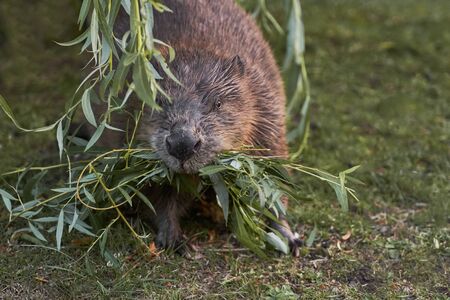 Big beaver in a river gnawing on a branch. Latvia, Riga.の写真素材