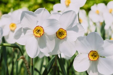 White daffodils with yellow trumpet in the flowerbed. Selective focus. White blossoming narcissus in...