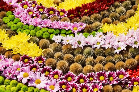 Autumnal colorful flower background. A carpet of colorful flowers. Top view. Holiday background.の写真素材