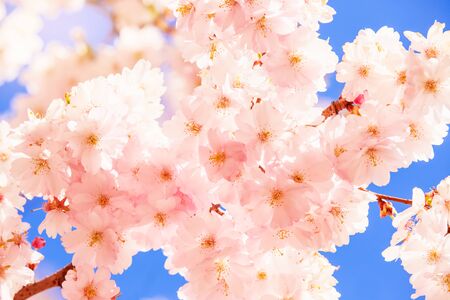 Blooming sakura flowers, cherry blossom. Spring background