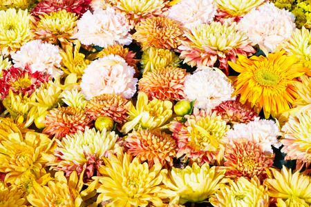 Beautiful colorful flowers background. Colorful carnation and chrysanthemum flowers. Top view, flat layの写真素材