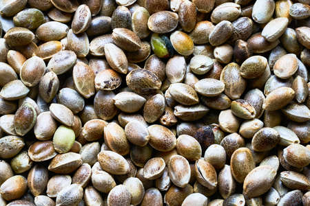 Top view of hemp seeds.
