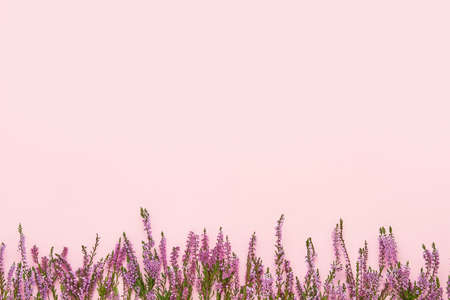 A border of Pink Common Heather flowers on a pink background. Copy space, top view. Flat layの写真素材