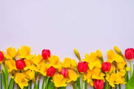Yellow narcissus and red tulips flowers on the light-lilac background. Mothers Day, birthday,...
