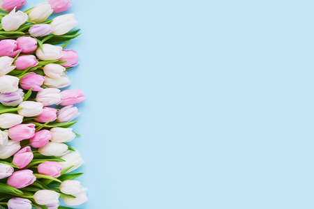 Pink and white tulips border on a light blue background, selective focus. Flat lay, copy spaceの写真素材