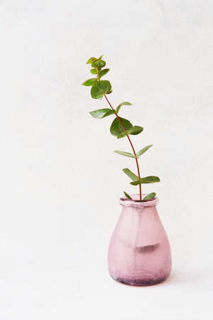 Eucalyptus branch in a beautiful vase on a white backgroundの写真素材