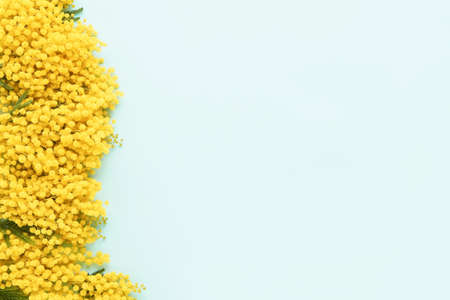 Mimosa flowers border on a light blue background. Copy space, top view. Easter, Womens day concept.の写真素材
