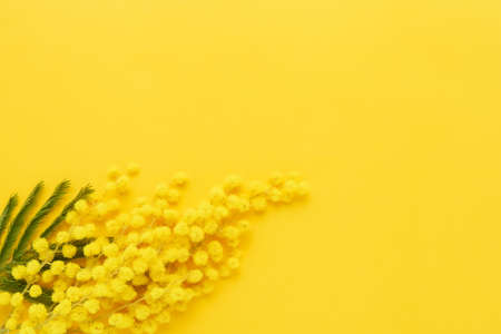 Mimosa flowers bouquet on a yellow background. Easter, Womens day concept. Flat lay, top view.の写真素材