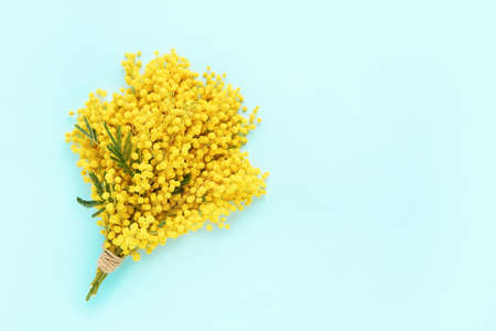 Mimosa flowers bouquet on a light blue background. Copy space, top view. Easter, Womens day concept.の写真素材
