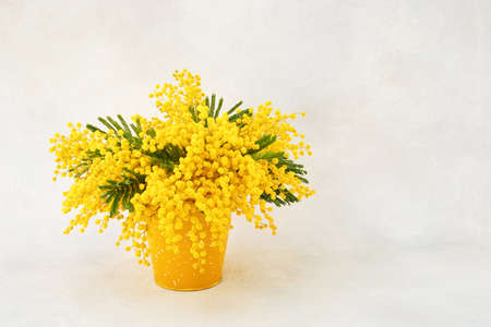 Mimosa flowers bouquet in a yellow pot on light background. Spring, Mothers day, birthday celebration concept.の写真素材