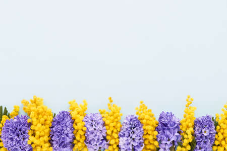 Mimosa and hyacinth flowers border on a blue background. Mothers day, Valentines Day, Birthday celebration conceptの写真素材