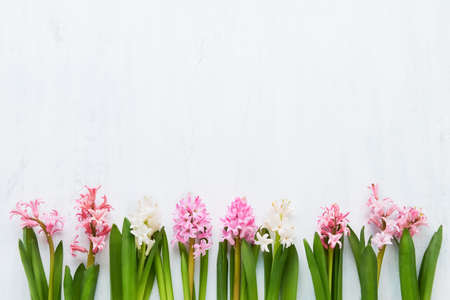 Pink and white hyacinth flowers border on a white background. Spring, Valentines Day, Mothers day celebration concept.の写真素材