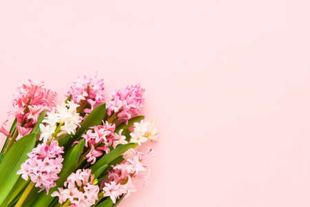 Pink and white hyacinth flowers bouquet on a pink background. Valentines Day, Mothers day, Birthday celebration concept.の写真素材