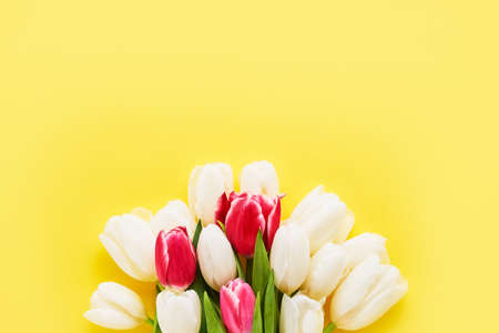 White and red tulips on a bright yellow background, selective focus. Mothers Day, birthday...