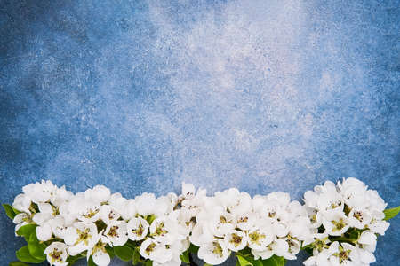 Pear flowers border on a blue background. Spring concept. Copy space for text, top viewの写真素材