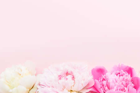 Pink and white peonies on pink background. Birthday, Valentines Day, Mother's day or Women's day concept. Top view, copy space, soft focusの写真素材