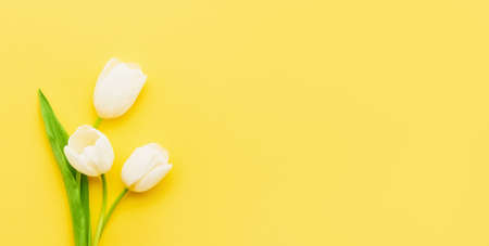 Holiday banner, white tulips on a yellow background.の写真素材