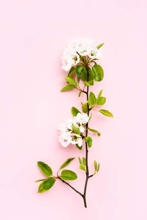 Pear tree flowers branch on a pink background. Spring concept. Copy space for text, top viewの写真素材