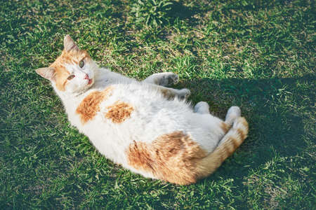 The white-ginger cat yawns lying in the grass. Selective focus, top view