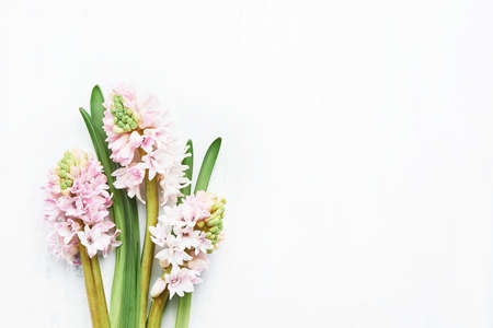 Pink hyacinth flowers bouquet on a light background. Mothers Day, Valentines Day, birthday...