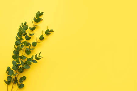 Eucalyptus branches on a bright yellow background. Copy space for text, flat layの写真素材