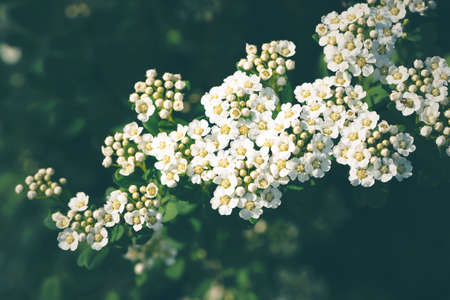 Thunberg spiraea white flowers on a dark green background. Nature background, selective focus.の写真素材