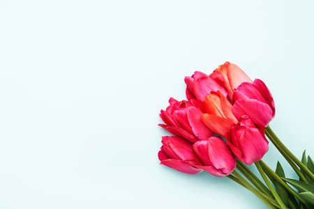 Bright pink tulips bouquet on a light blue background, selective focus. Mothers Day, birthday celebration concept. Flat lay, copy space for textの写真素材