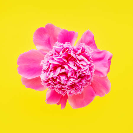 Pink peony flower on a yellow background. Flat layの写真素材