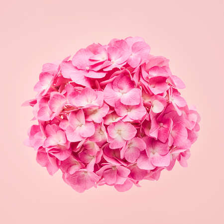 Pink hortensia or hydrangea flower on a pink background. Flat layの写真素材