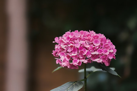 Pink Hortensia or Hydrangea flower blooming in summer in a garden. Blurred background, selective...