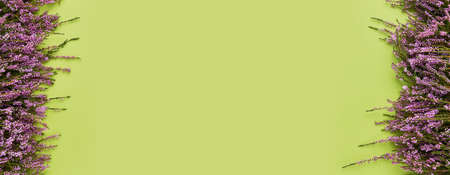 Banner. Pink Common Heather flowers on a green background. Copy space, top view. Flat lay, selective focusの写真素材