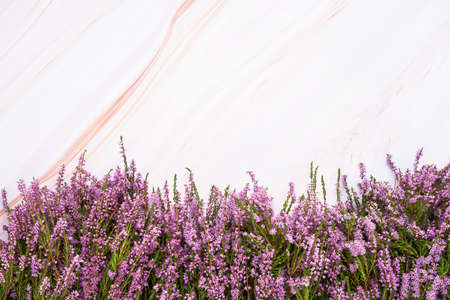 Pink Common Heather flowers border on light marble background. Copy space for text, selective focus