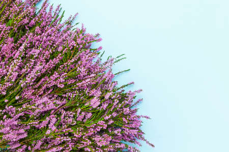 Pink Common Heather flowers bouquet on a light blue background. Copy spaceの写真素材