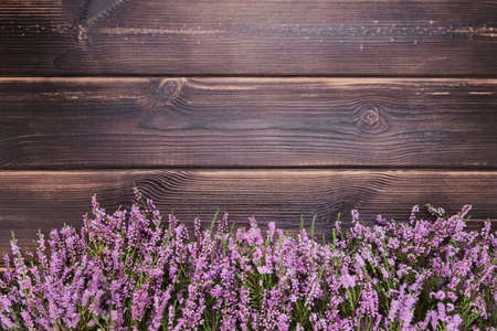 Pink Common Heather flowers on a dark wooden background. Copy space, top viewの写真素材