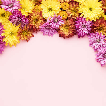 Autumnal flowers background. Colorful chrysanthemum flowers border on a pink background. Flat lay,...