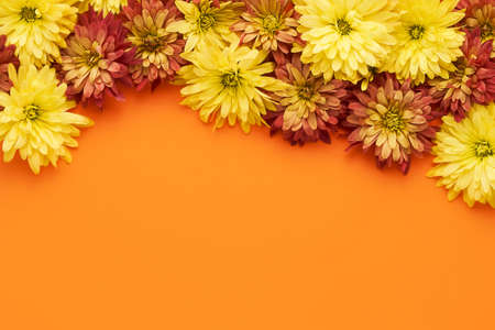 Autumnal flowers background. Colorful chrysanthemum flowers border on a bright orange background. Flat lay, copy spaceの写真素材