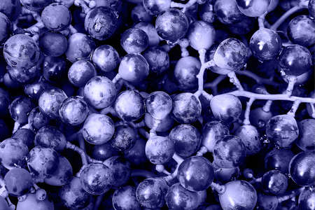 Purple wine grapes background. Organic food. Top view. Color of the year 2022 very peri tonedの写真素材