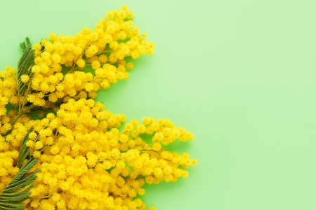 Mimosa flowers bouquet on a green background. Spring concept. Copy space, top view.の写真素材