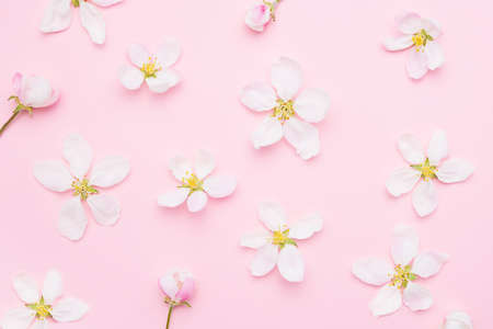 Apple tree blossom on a light pink background. Spring concept, flat lay