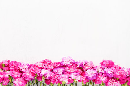 Pink carnation flowers border on a light background. Flat lay, copy spaceの写真素材
