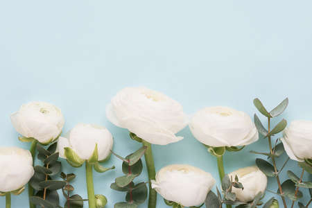 Bunch of white ranunculus flowers on blue background. Mothers Day, Valentines Day, birthday conceptの写真素材